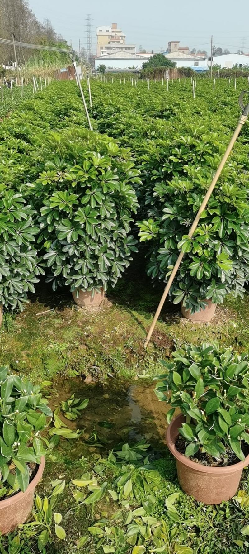 广州番禺鸭脚木，招财树。鹅掌柴，八方来财，一米四五高