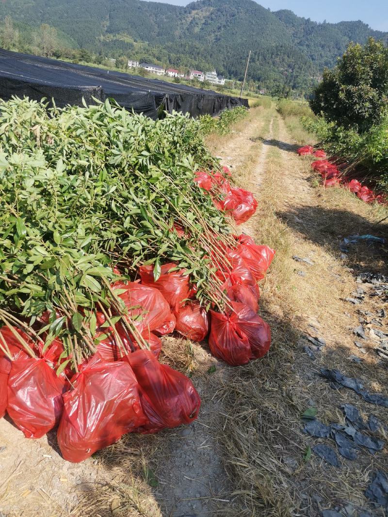 木荷苗批发，大量供货中，全国可发货，可视频看货，诚信经营