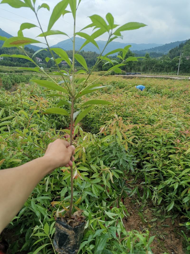 木荷苗批发，大量供货中，全国可发货，可视频看货，诚信经营