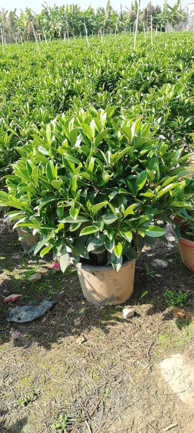非洲茉莉