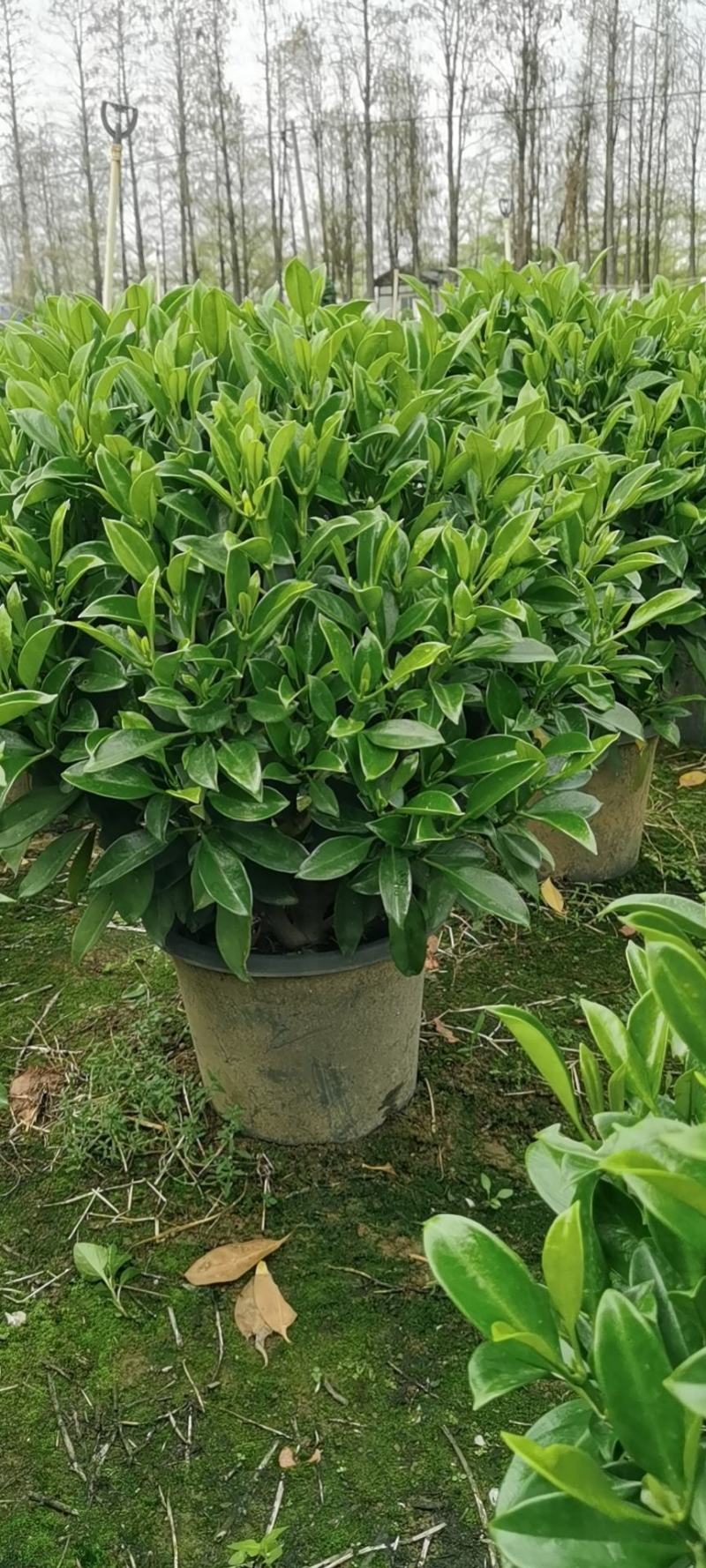 非洲茉莉