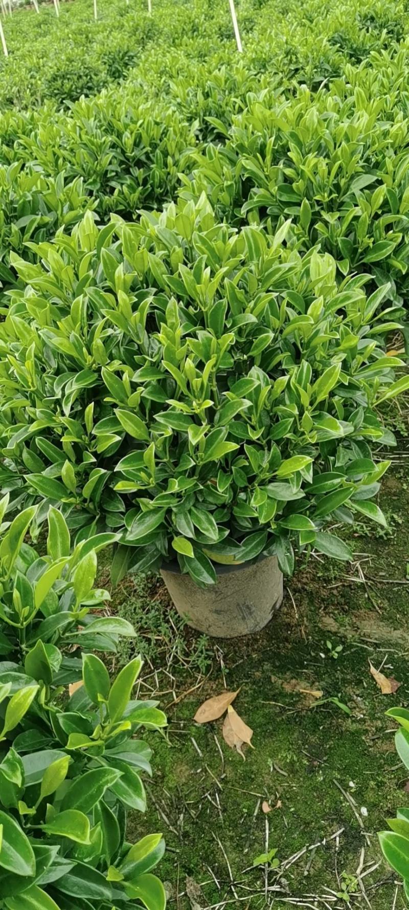 非洲茉莉