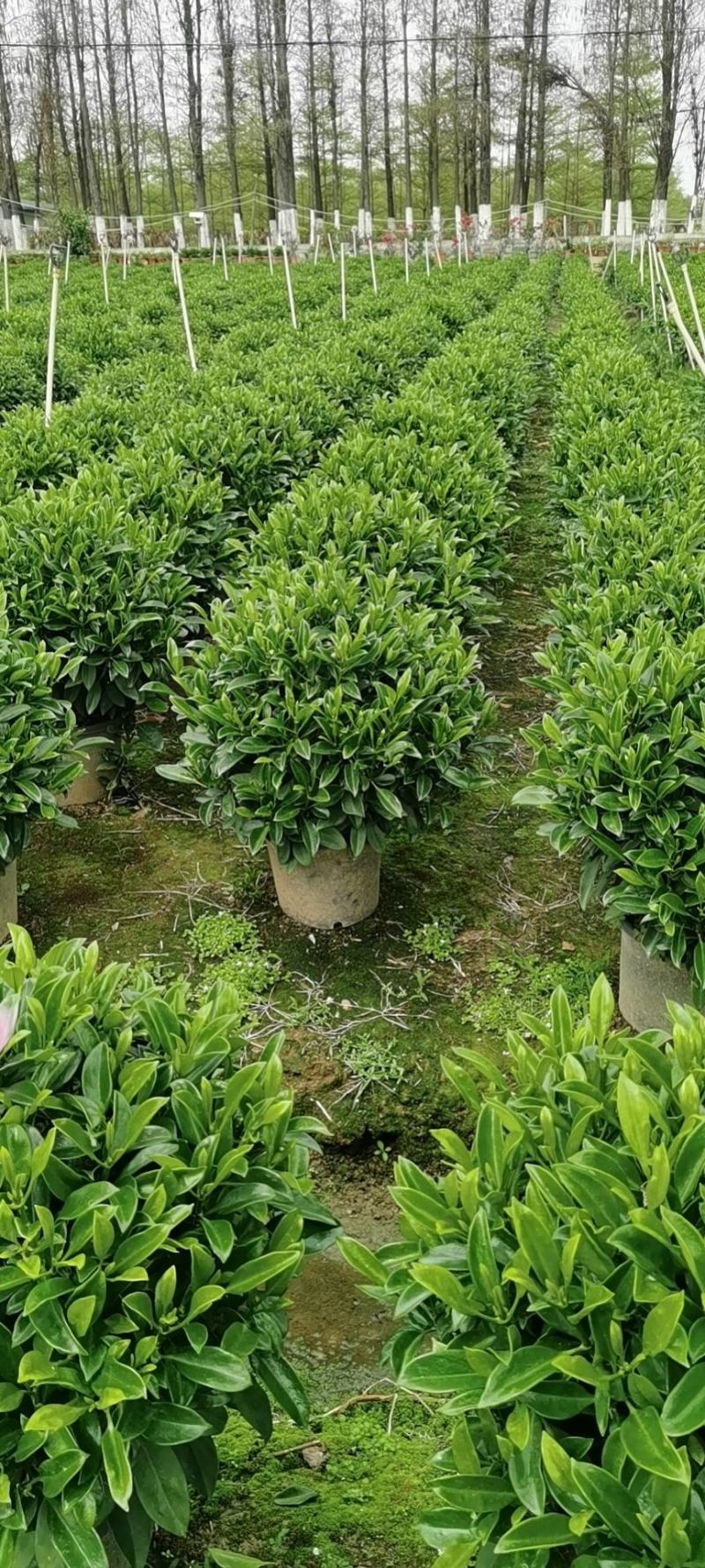 非洲茉莉