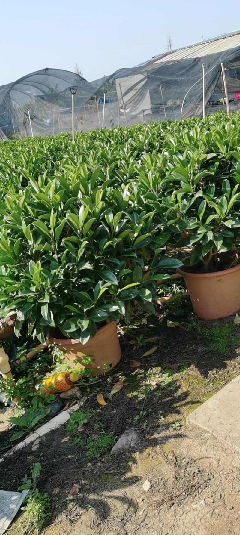非洲茉莉