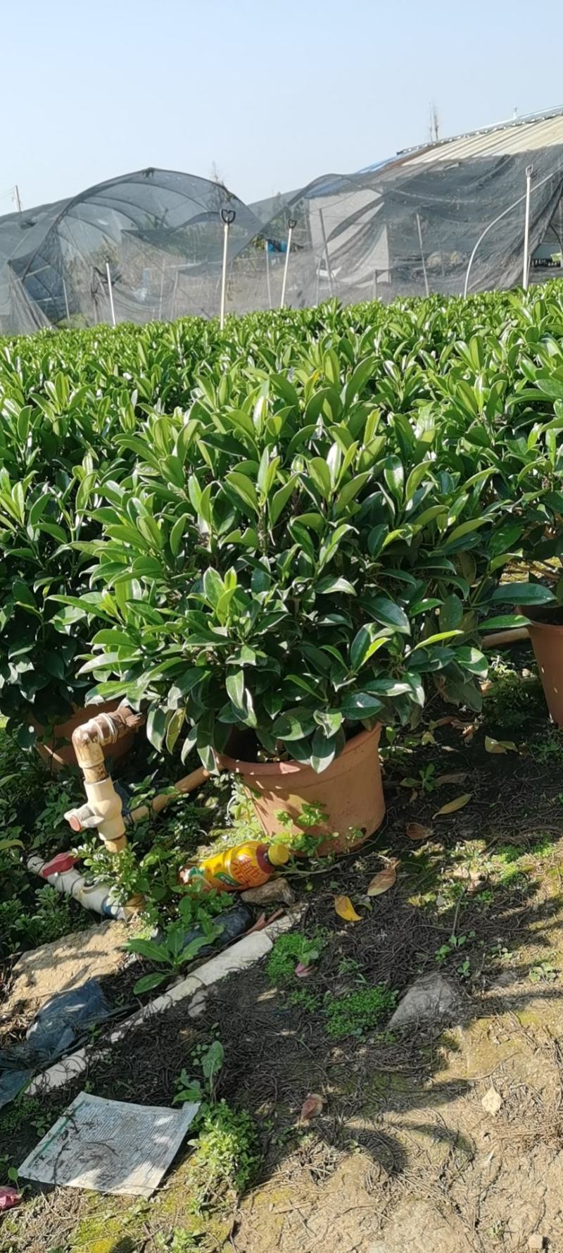 非洲茉莉