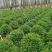 非洲茉莉