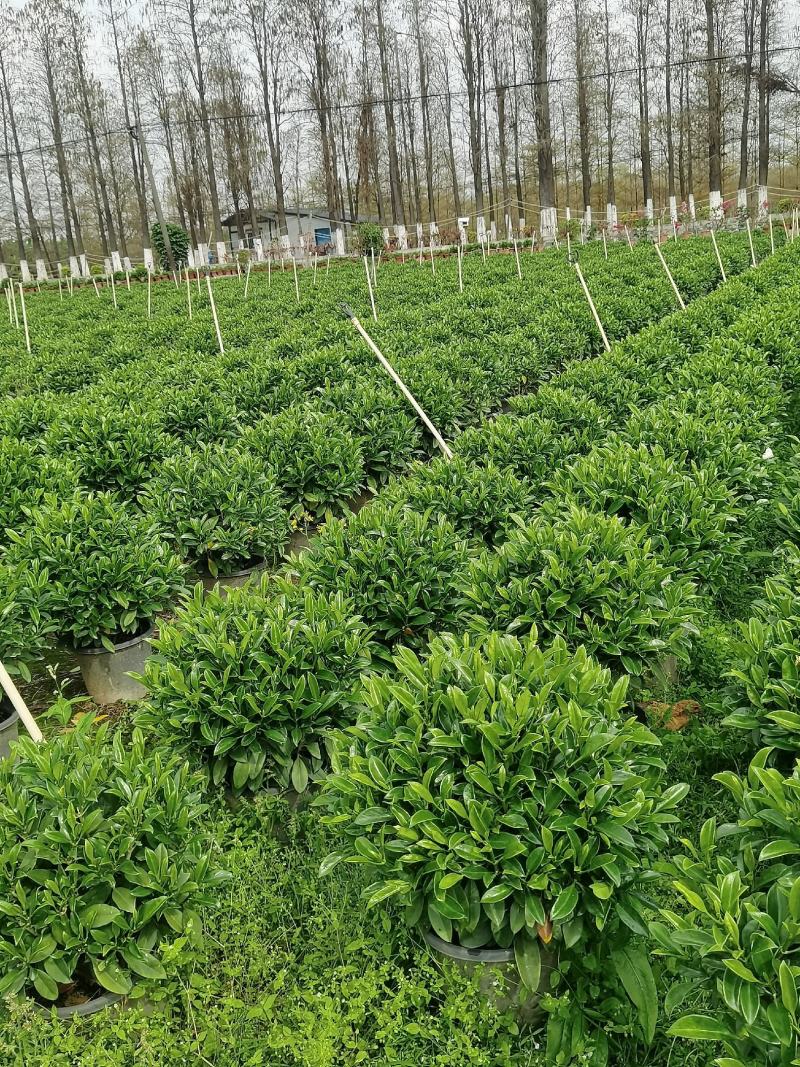 非洲茉莉