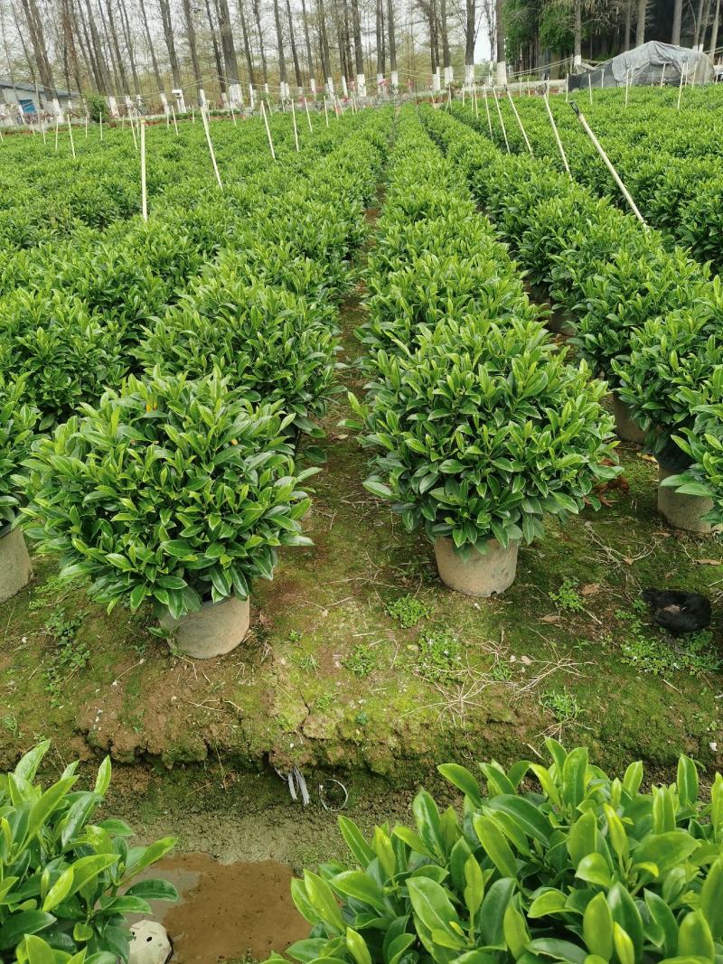 非洲茉莉