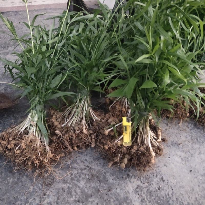黄精苗。鸡头黄精苗，多花黄精苗。基地直发。技术指导