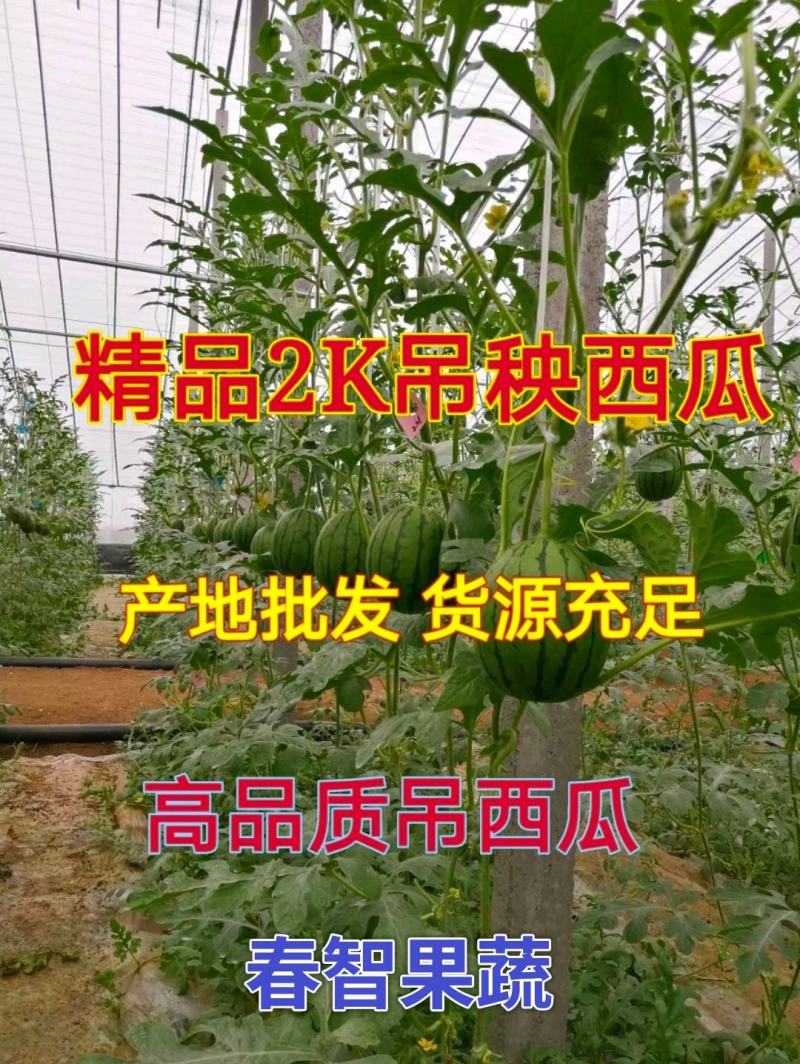 精品2K小吊瓜牛奶爆瓜冰淇淋小糖丸西瓜包装小工齐全