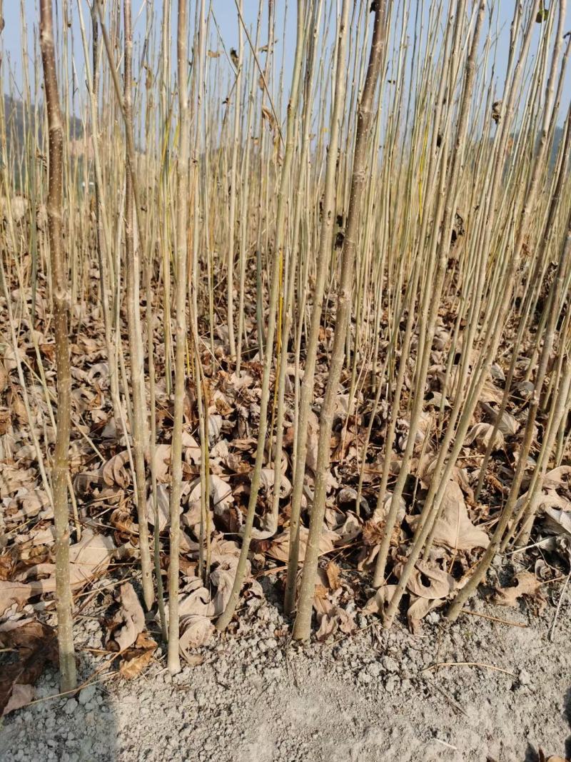 一年马褂木小苗鹅掌楸小苗造林常用品种2-5公分马褂木