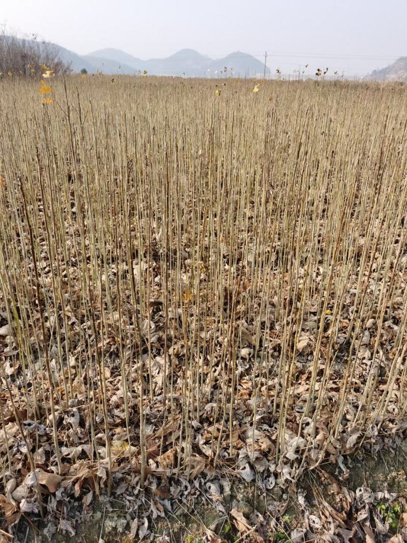 一年马褂木小苗鹅掌楸小苗造林常用品种2-5公分马褂木
