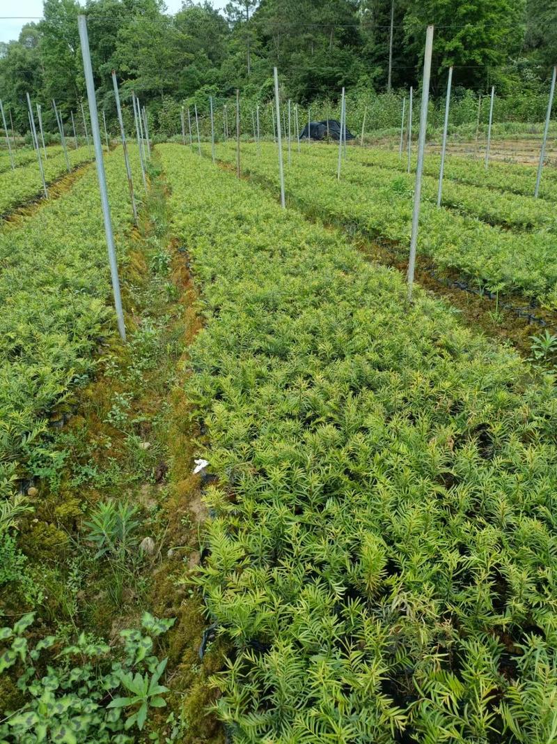 红豆杉苗批发，大量上市货源充足，量大从优，欢迎采购