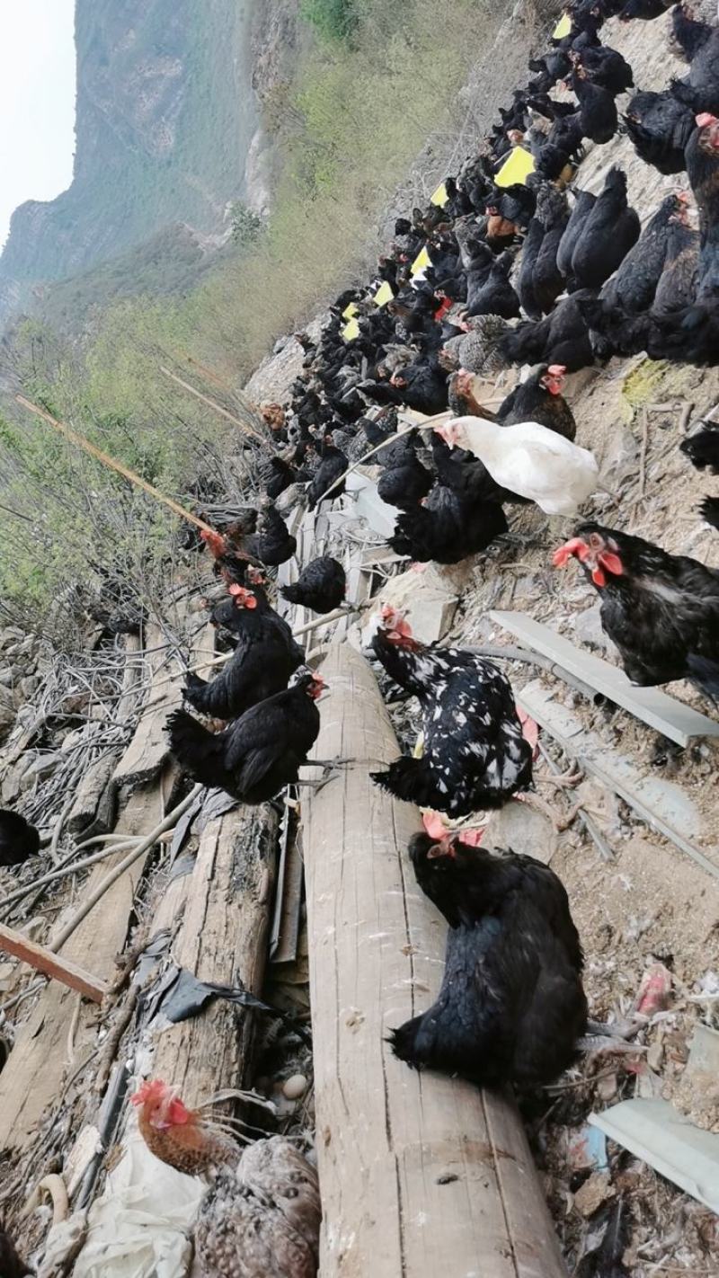 狼牙山散养柴鸡蛋