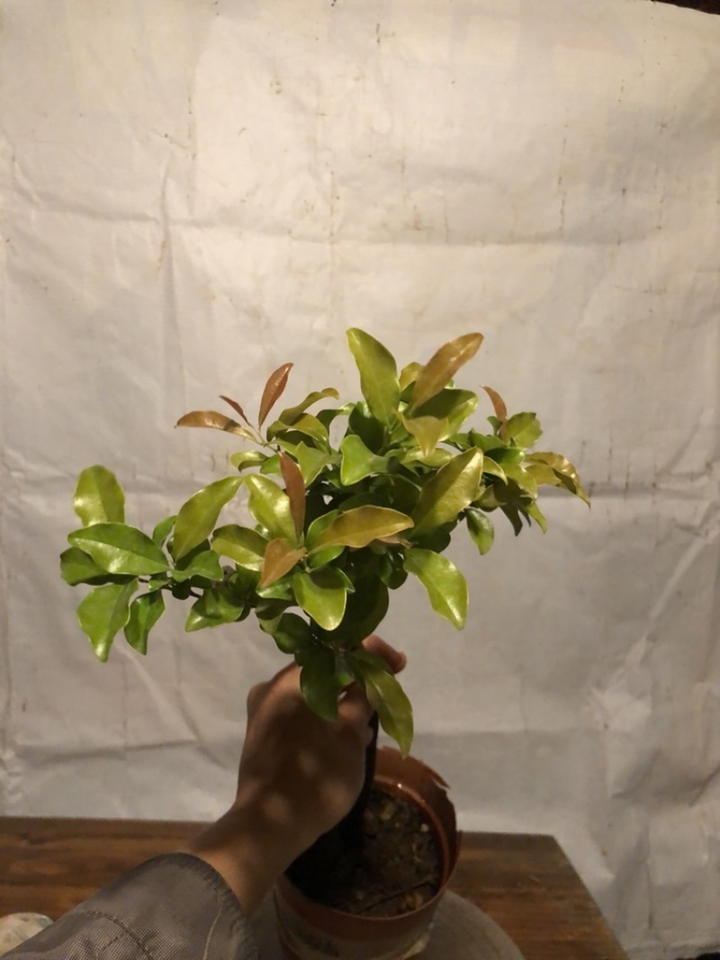 根艺金弹子