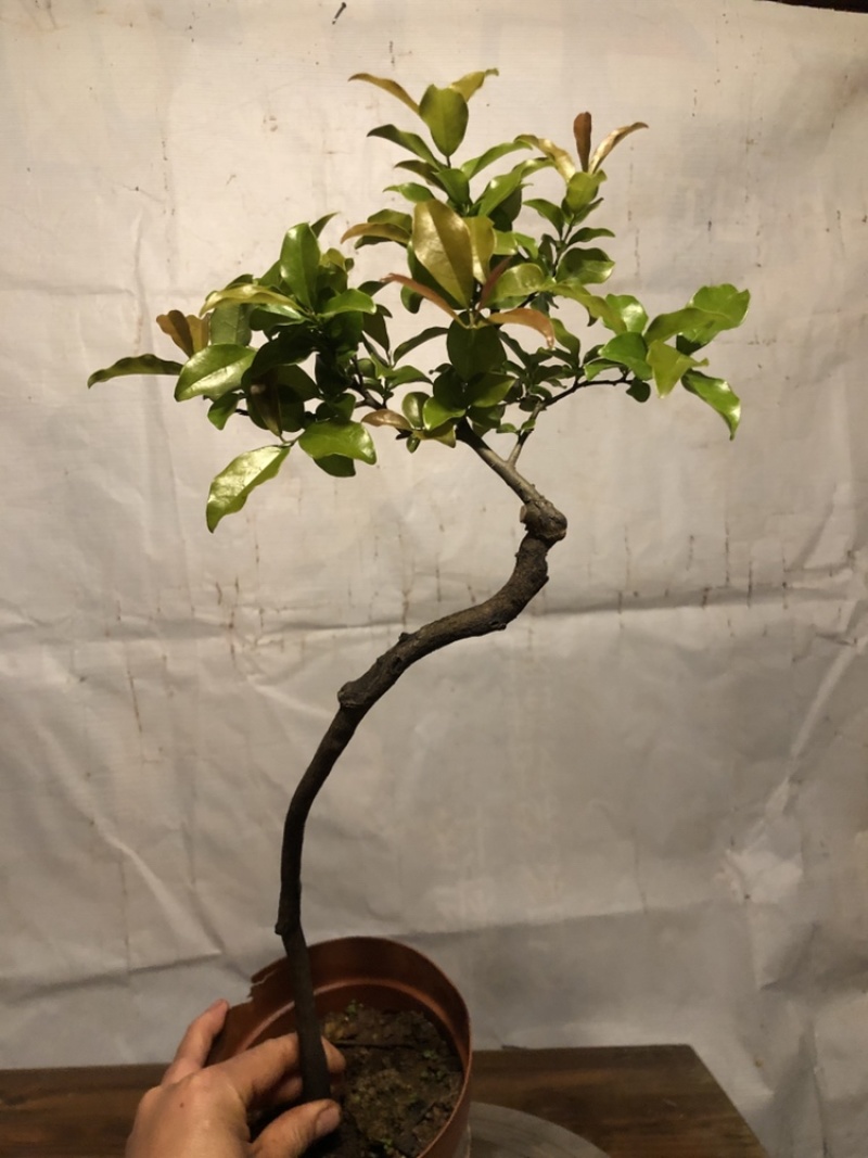 根艺金弹子