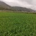 甘肃武山红根蒜苗，新货上市产地直发一手货源品质保证