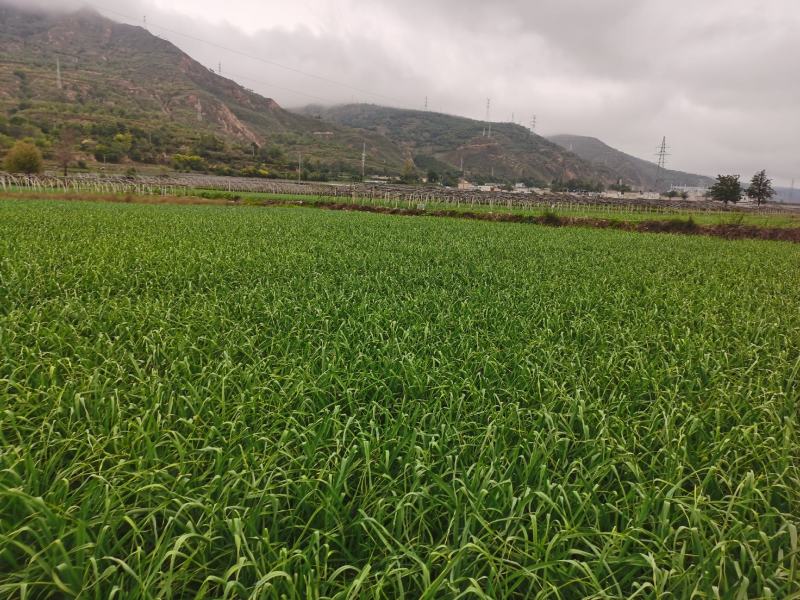 甘肃武山红根蒜苗，新货上市产地直发一手货源品质保证