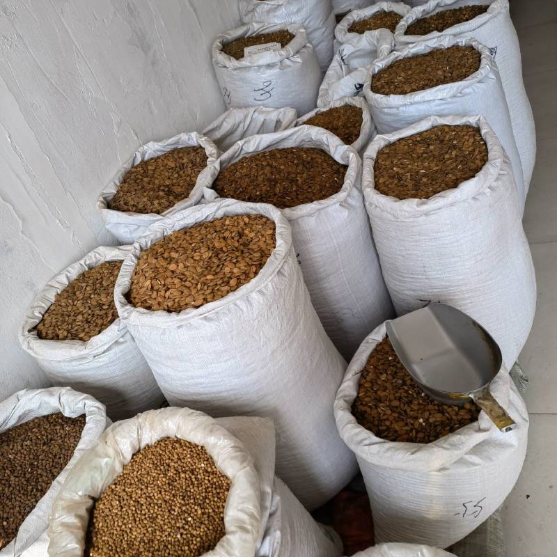 桃仁新货桃仁颜色好看产地直销一首货源量大从
