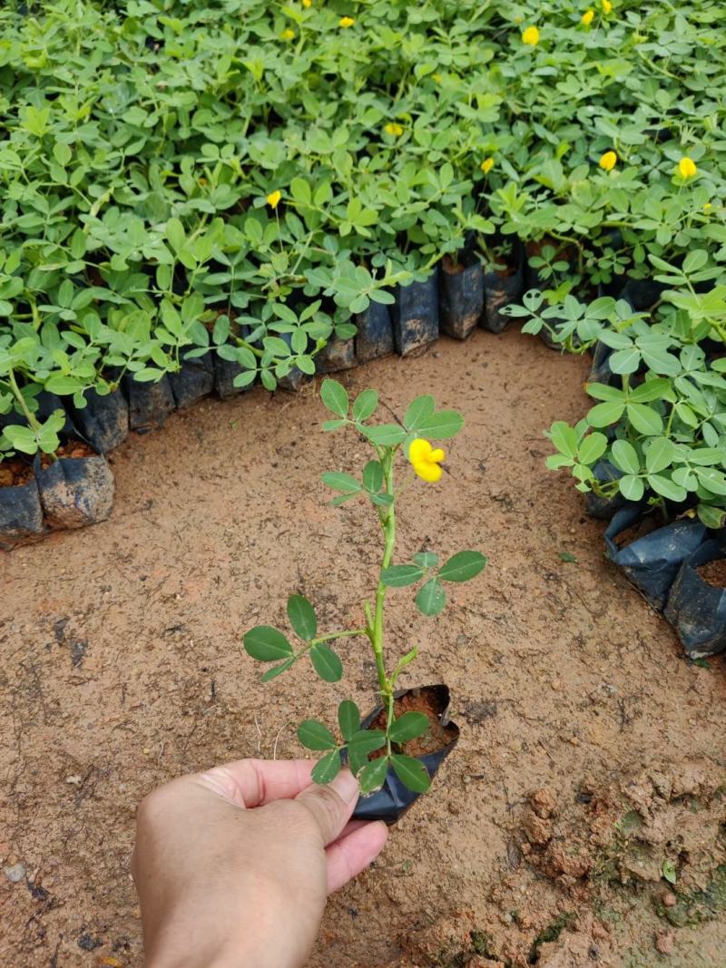 蔓花生，假花生（满地黄金）藤本植物，开花时整遍金黄色