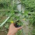 蔓花生，假花生（满地黄金）藤本植物，开花时整遍金黄色
