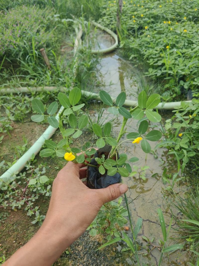 蔓花生，假花生（满地黄金）藤本植物，开花时整遍金黄色