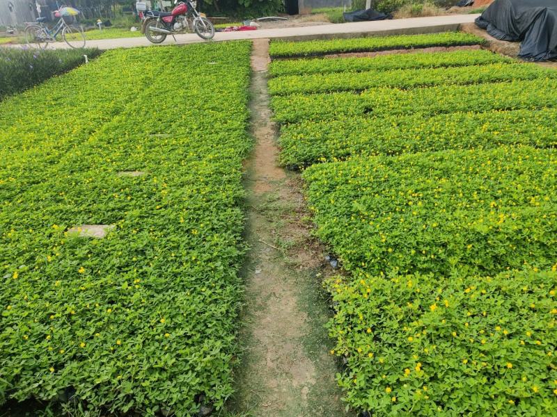 蔓花生，假花生（满地黄金）藤本植物，开花时整遍金黄色