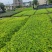 蔓花生，假花生（满地黄金）藤本植物，开花时整遍金黄色
