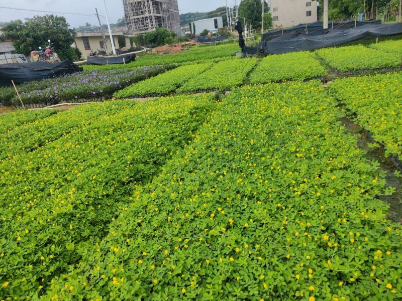 蔓花生，假花生（满地黄金）藤本植物，开花时整遍金黄色
