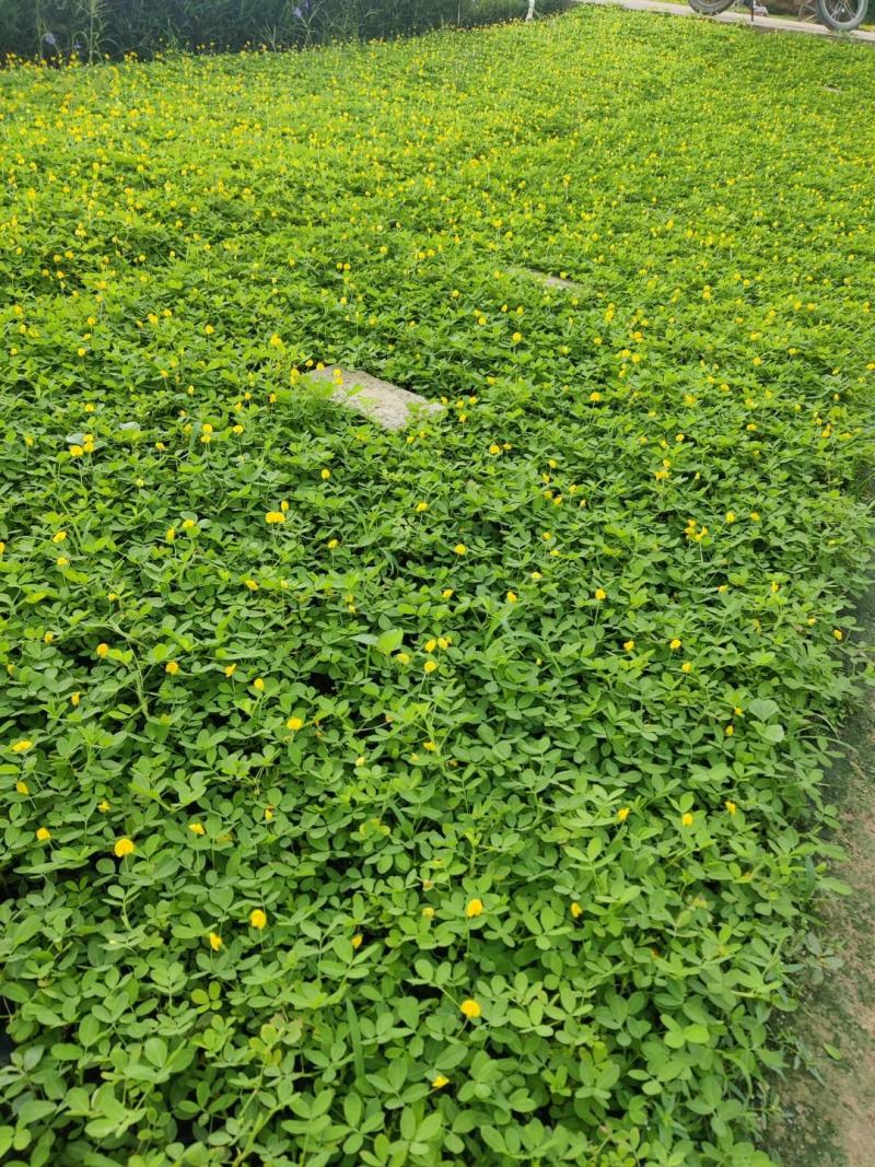 蔓花生，假花生（满地黄金）藤本植物，开花时整遍金黄色