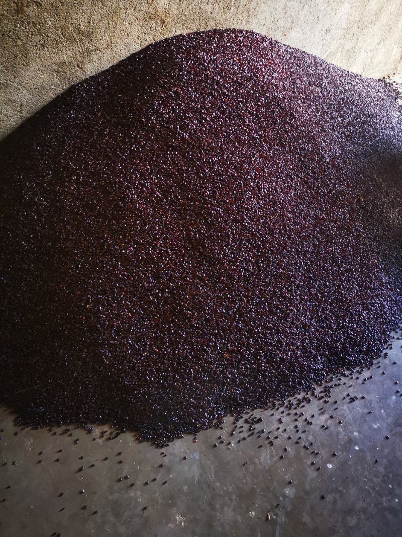 精品蟑螂卵出售，量大有优惠，出壳率有保障
