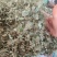 化石草中药材圆叶化石草中草药材腰只草肾草肝茶