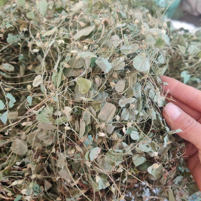 化石草中药材圆叶化石草中草药材腰只草肾草肝茶
