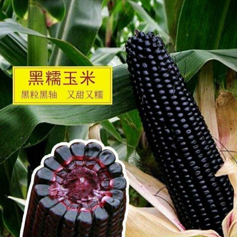 紫晶糯玉米种子香甜玉米种子粘玉米籽春夏阳台田园蔬菜水果