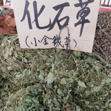 化石草中药材圆叶化石草中草药材腰只草肾草肝茶