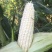 京科糯3000白色甜玉米甜加糯型鲜食水果玉米种子