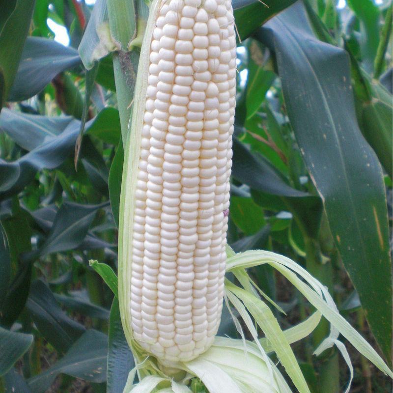 京科糯3000白色甜玉米甜加糯型鲜食水果玉米种子