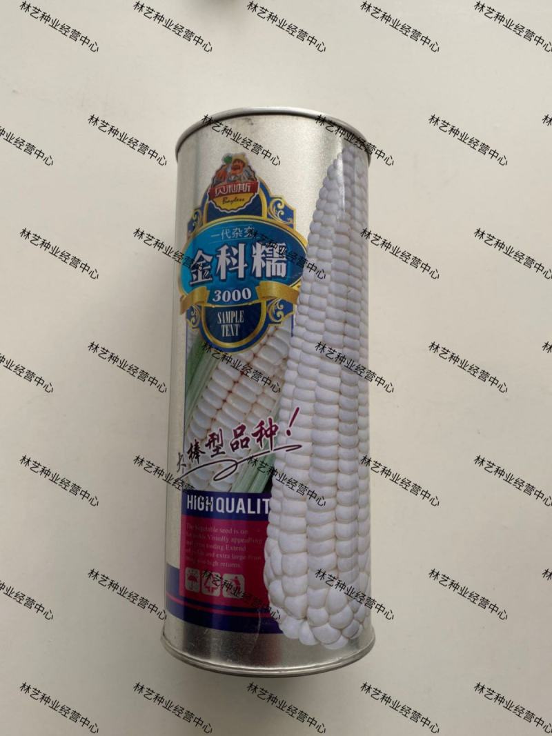京科糯3000白色甜玉米甜加糯型鲜食水果玉米种子