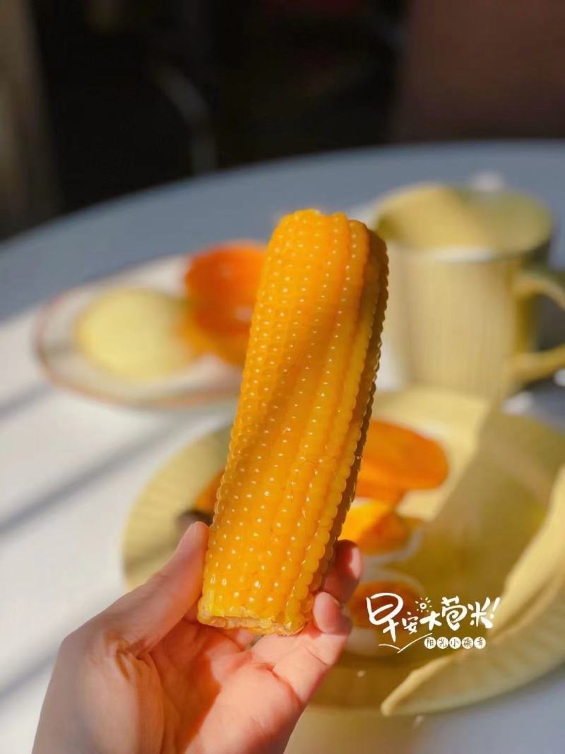 真空白玉糯玉米超市市场批发，一件代发，三证齐全，货源充足