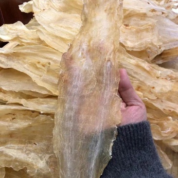 南海鳘鱼胶