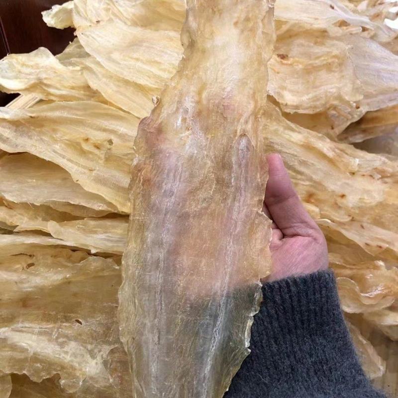 南海鳘鱼胶