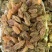 包邮新货新疆特产吐鲁番葡萄干特大个绿香妃一件代发量大优惠