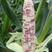 彩糯168玉米种子原装花玉米种子杂交高产抗病玉米品种子