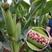 彩糯168玉米种子原装花玉米种子杂交高产抗病玉米品种子