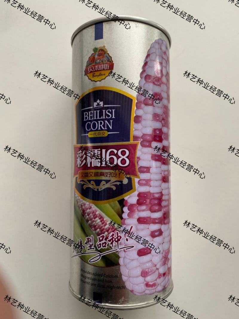 彩糯168玉米种子原装花玉米种子杂交高产抗病玉米品种子