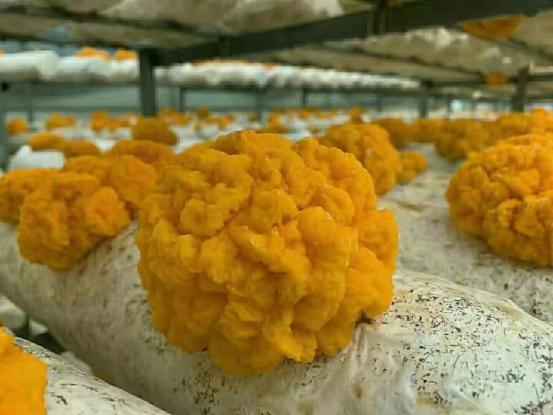 金耳菌种金耳菌棒大量生产中全程技术跟踪服务