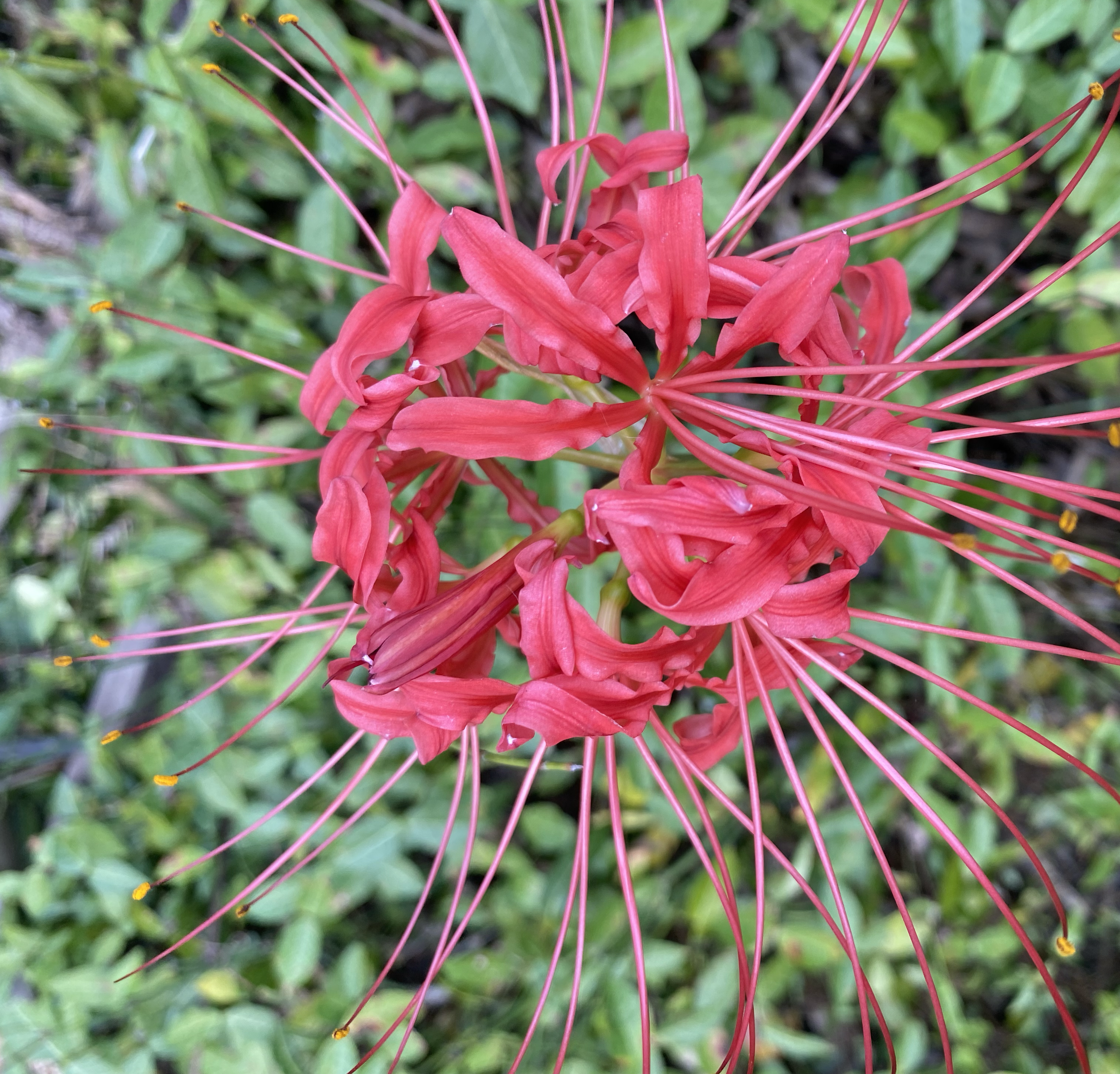 八月丹桂盛开的实景图