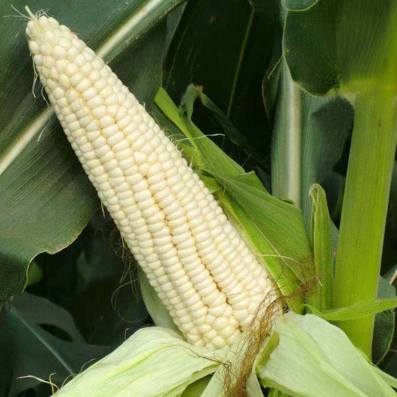 甜加糯玉米种子甜软糯白玉米种籽高产量耐热抗病早熟粮食种子
