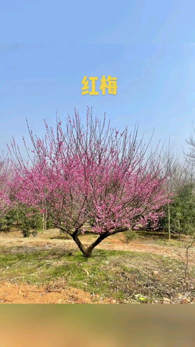 5-40公分原生红梅耐寒生存率高保证质量支持视频看货
