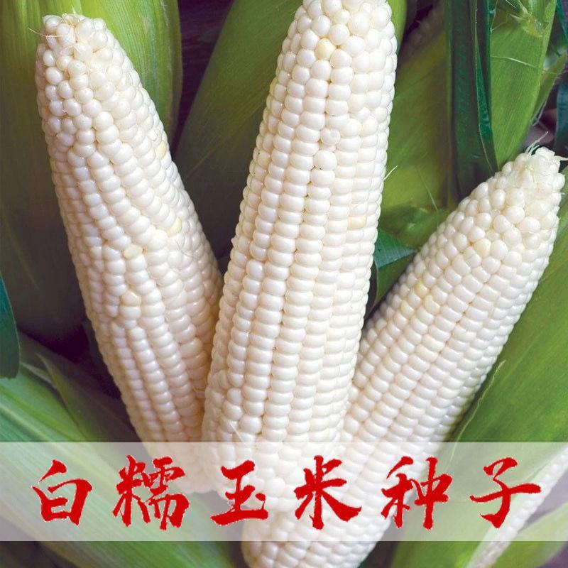 百斯特玉米种子白玉米种子东北黏玉米种子粘玉米种子蔬菜